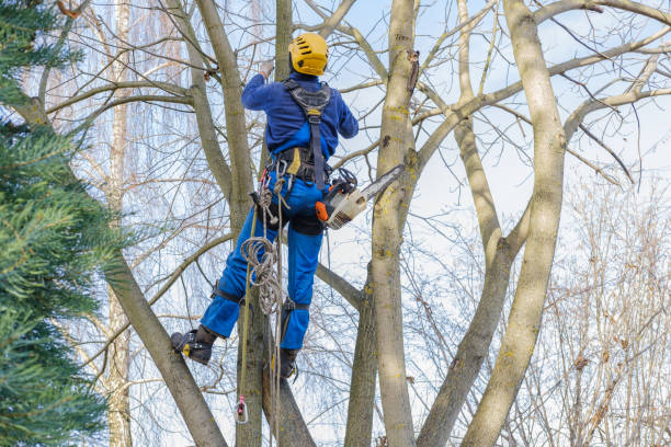 Trusted Spearville, KS Tree Services Experts